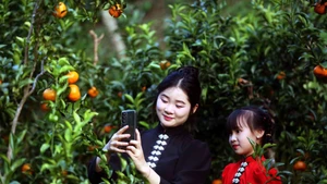 Visitantes recorren un huerto de mandarinas en la aldea de Muong Yen, en el barrio de Chieng Coi. (Foto: VNA)
