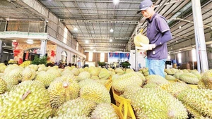 Durían vietnamita para exportación. (Foto: Nhan Dan)