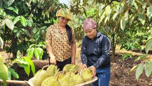 Cosecha de durian cultivado según los estándares VietGAP en la comuna de Ia Mo Nong (Chu Pah, Gia Lai). (Foto: VNA)