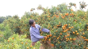 En el jardín de Duong Thi Lap, unos 200 árboles están listos para la celebración. (Foto: VNA)