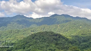 Invertir en bosques equivale a invertir en el futuro. (Foto: VNA)