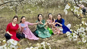 Huertos de pera en la comuna fronteriza de Pho Bang.