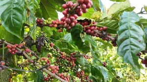 Actualmente, el café representa casi el 85 por ciento de las exportaciones totales de Vietnam a Argelia. (Foto: VNA)