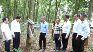 El embajador Nguyen Minh Vu (tercero desde la izquierda) visita la plantación de caucho en la provincia de Ratanakiri, Camboya. (Foto: VNA)