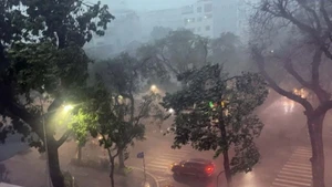 Las fuertes lluvias y tormentas eléctricas causadas por la tormenta n.º 3 provocaron la caída de numerosos árboles en las calles de Hanói. (Foto: VNA)