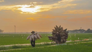 Pueblo artesanal de cestas de Thu Sy, guardián de la esencia rural de Vietnam