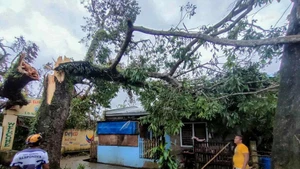 Un árbol derribado por el tifón Bualoi en la provincia de Masbate, en Filipinas, el 26 de septiembre de 2025. (Foto: VNA)