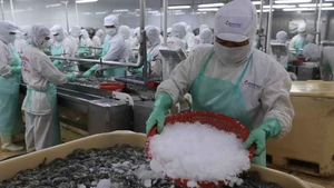 Procesamiento de camarones para exportación (Foto: VNA)