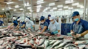 Procesamiento de pescado Tra para la exportación (Foto: VNA)