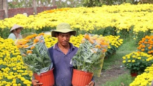 Las aldeas de flores y plantas ornamentales en Vinh Long experimentan una gran demanda durante el Tet (Foto: VNA)