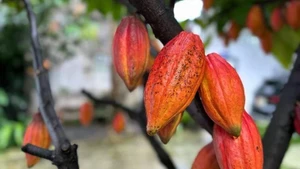 Foto ilustrativa. (Fuente: VNA)