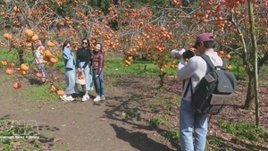Turistas en Moc Chau, provincia de Son La. (Fuente: VNA)