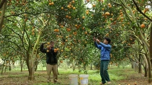 En cultivo de naranja. (Fuetne: VNA)