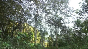 En el Jardín Botánico Periférico de Pu Huong. (Fuente: VNA)
