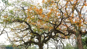 Belleza del lago Hoan Kiem, en Hanói. (Foto: VNA)