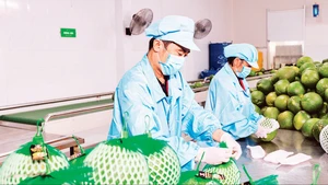 Foto de ilustración. (Fuente: Nhan Dan)