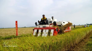 Promueven del cultivo de arroz de bajas emisiones vinculado al crecimiento verde en el delta de Mekong. (Foto: VNA)