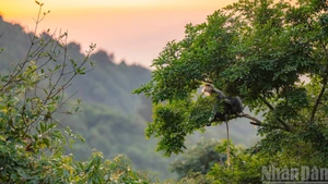 [Foto] Langures jaspeados en península vietnamita de Son Tra