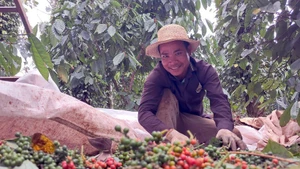 Cosecha de pimienta en Vietnam. (Foto: VNA)