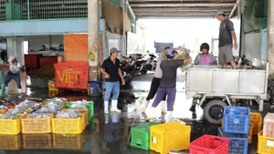 Durante la temporada de pesca, el puerto pesquero de Vam Lang, en la provincia de Dong Thap, da empleo a un gran número de trabajadores locales. (Foto: VNA)