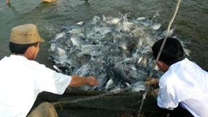 Foto de ilustración. (Fuente: Ministerio de Agricultura y Medio Ambiente de Vietnam)