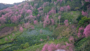 Cerezos de Da Lat en plena floración