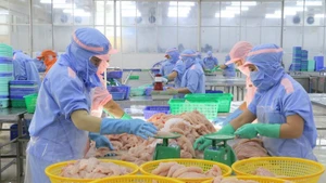 Procesamiento de pescado Tra para la exportación. (Foto: VNA)