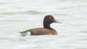 El Ferruginous duck (Aythya nyroca) encontrado en la laguna de Hac Hai. (Foto: Parque Nacional de Phong Nha-Ke Bang)