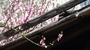 [Foto] Flores de durazno, una decoración tradicional del Año Nuevo Lunar vietnamita