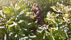 [Foto] Cafetales “nublados” de flores en Buon Ma Thuot