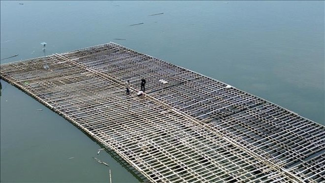 Habitantes del distrito de Ha An, provincia de Quang Ninh, revisan y refuerzan las balsas de cultivo de mariscos. Foto: VNA Habitantes del distrito de Ha An, provincia de Quang Ninh, revisan y refuerzan las balsas de cultivo de mariscos. Foto: VNA
