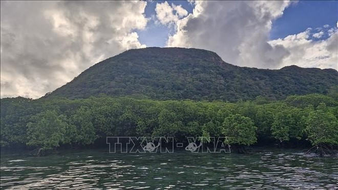 La plantación de nuevos manglares y bosques de coral no solo aumenta la superficie de sumideros de carbono, sino que también contribuye a proteger la costa, prevenir la erosión y crear hábitats para las especies acuáticas. (Fuente: VNA) La plantación de nuevos manglares y bosques de coral no solo aumenta la superficie de sumideros de carbono, sino que también contribuye a proteger la costa, prevenir la erosión y crear hábitats para las especies acuáticas. (Fuente: VNA)