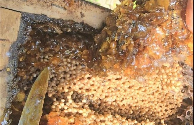 Cada colmena produce alrededor de un litro al año. (Fuente: VNA)