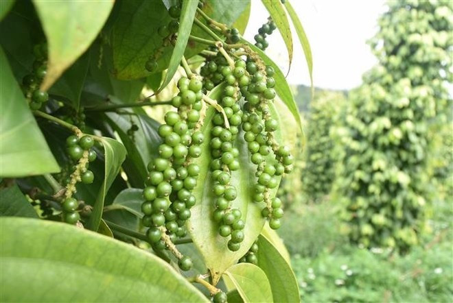Las principales exportaciones de Vietnam a Egipto incluyen computadoras, productos y componentes electrónicos, mariscos, pimienta, hilo, café y otros productos agrícolas. (Foto: VNA) Las principales exportaciones de Vietnam a Egipto incluyen computadoras, productos y componentes electrónicos, mariscos, pimienta, hilo, café y otros productos agrícolas. (Foto: VNA)