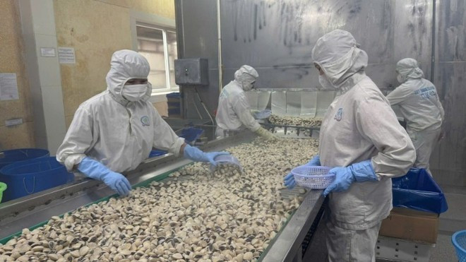 Procesamiento de productos acuícolas para la exportación (Foto: VNA) Procesamiento de productos acuícolas para la exportación (Foto: VNA)