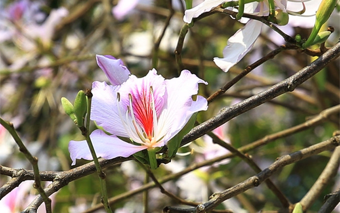 (Fotografía: hanoimoi.com.vn)