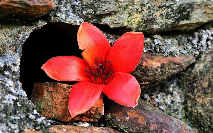 Flor de algodonero rojo. 
