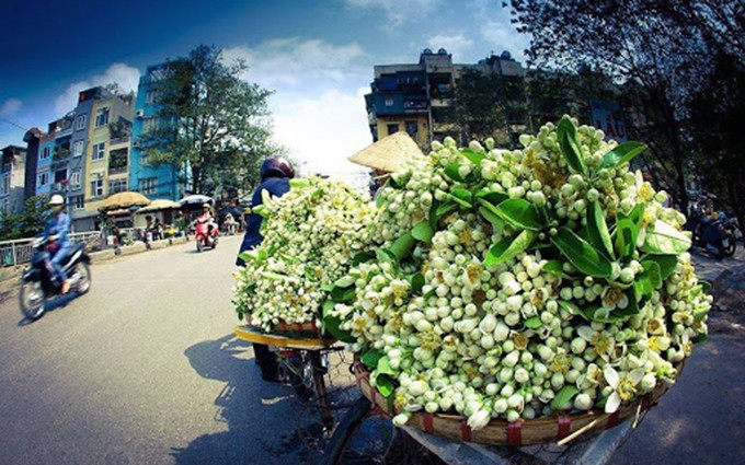 Aroma primaveral de flores de pomelo en Hanói