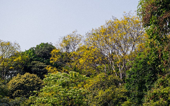Cerca del cabo de Tien Sa, la península de Son Tra alberga hileras de flamboyán dorado de 9 a 10 metros de altura y que echan flores de color amarillo a fines de marzo.