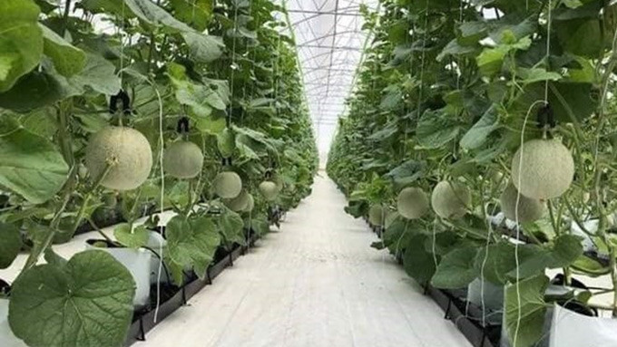 Israel comparte con Hanoi experiencias en agricultura de alta tecnología