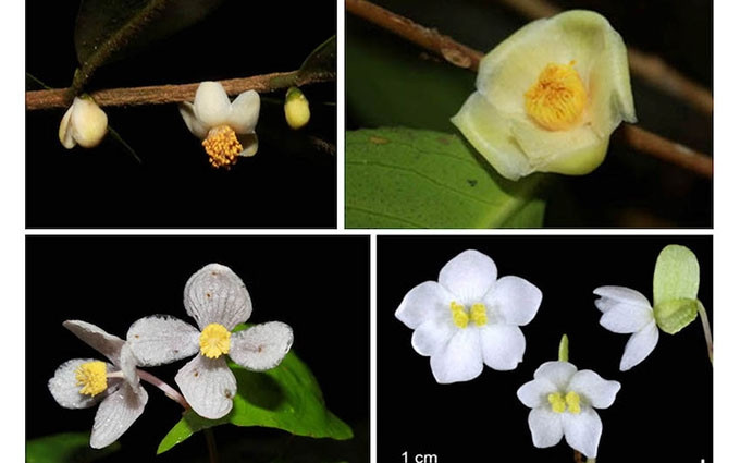 Cuatro nuevas especies de plantas son descubiertas en el Parque Nacional Bidoup-Nui Ba, de la provincia altiplánica vietnamita de Lam Dong. (Fotografía: Parque Nacional Bidoup-Nui Ba)