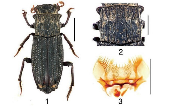 Rhyparus vietnamicus Ochi, Kusui, Pham, 2018. (Fotografía: VNA)
