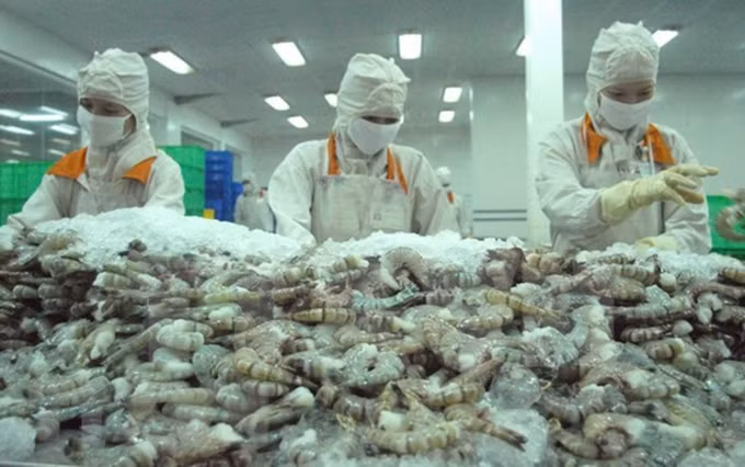 Procesamiento de camarón para exportación en la empresa Cafatex - Hau Giang. (Fotografía: VNA)