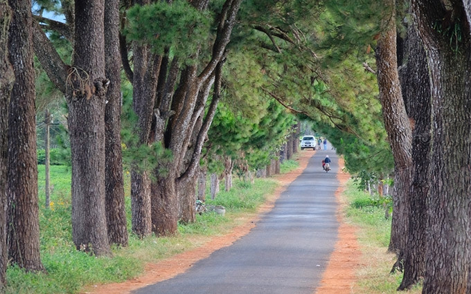  Pasear por el camino más romántico en Gia Lai