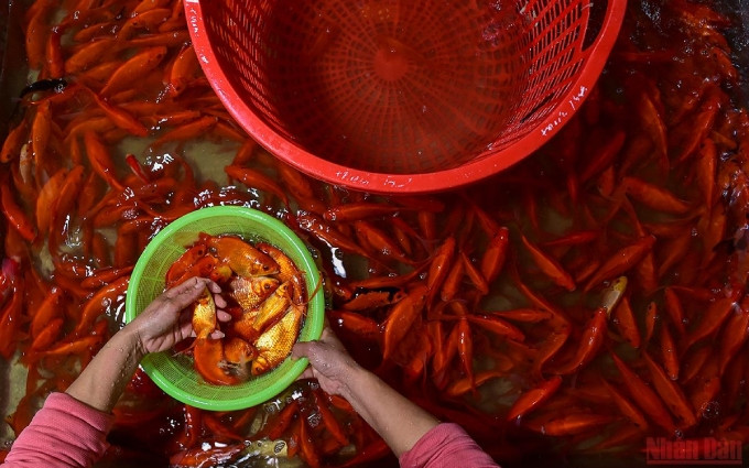 Preservan belleza cultural del culto a dioses de la cocina en Vietnam.