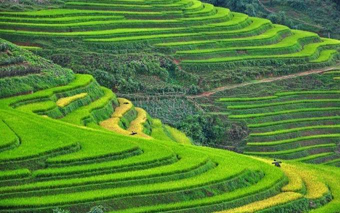 Terraza de arroz en Sapa.