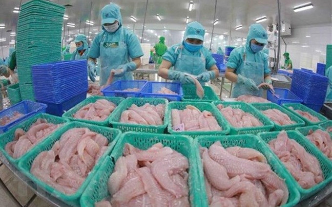 El procesamiento de pescado Tra para la exportación. (Fotografía: VNA)