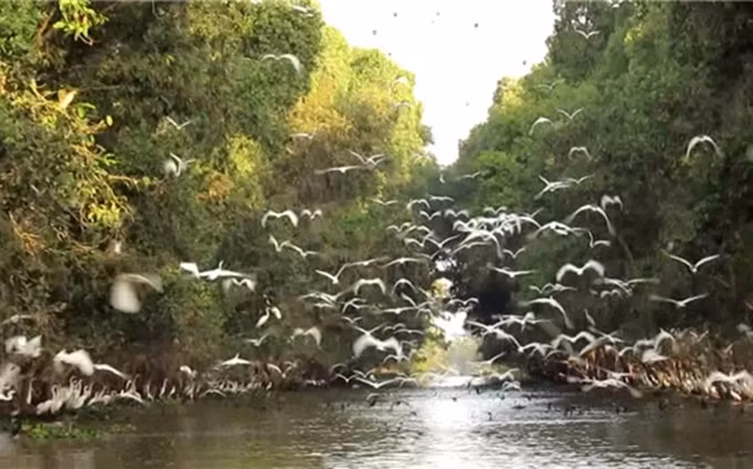 Parque Nacional Tram Chim, en la provincia survietnamita de Dong Thap. (Fuente: yan.vn)
