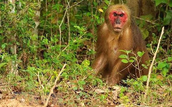 El uacarí calvo (Macaca arctoides) en el Parque Nacional de Ben En. (Fotografía: VNA)