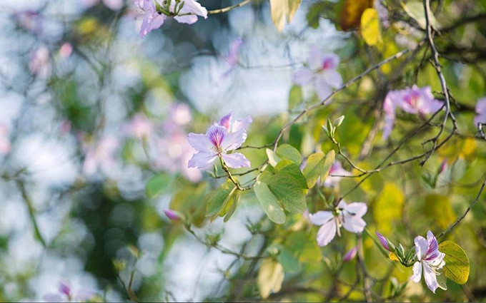 Flores “Ban” embellecen la primavera en Hanói. (Fotografía: anninhthudo.vn)